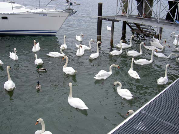 2063_Lake_Geneva_swans