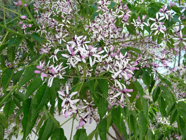 090_Mykonos_flowering_tree