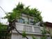 238_balcony_with_grapevines