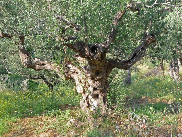 391_Kardamyli_hike_olive_tree