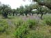408_Kardamyli_hike_olive_trees