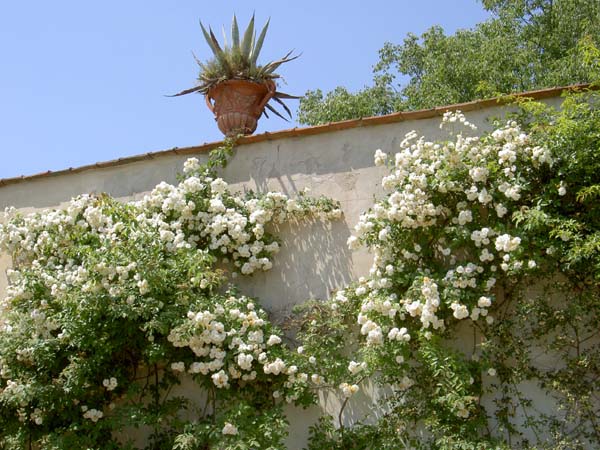 137_Florence_Boboli Gardens rose wall