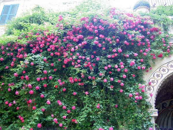 3131_Tivoli roses