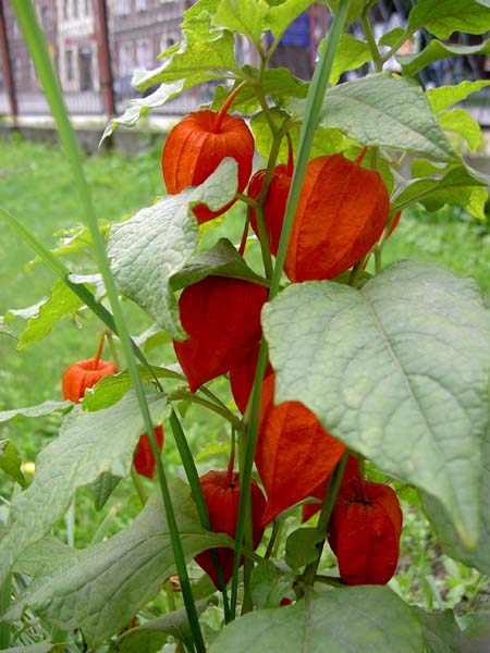 0121_Poland_lunch_stop_lantern_flowers