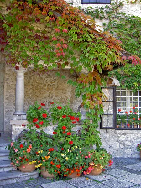 4134_Lake_Bled_castle_vines