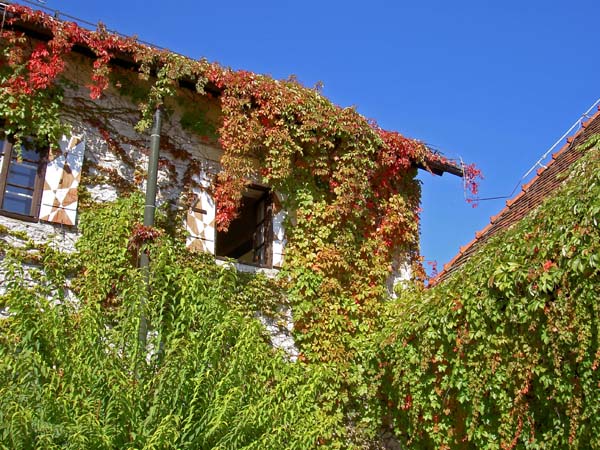 4136_Lake_Bled_castle_vines