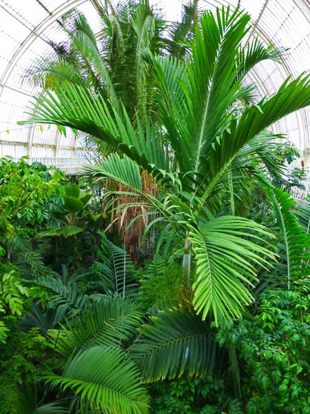 1267_Kew_Gardens