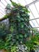 1247_Kew_Gardens