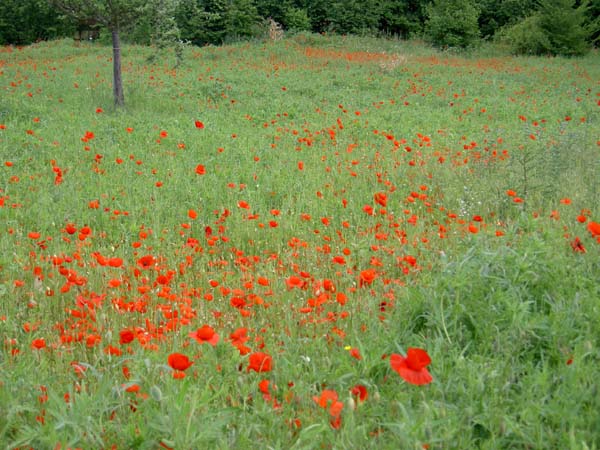 0169_Giverny_red_poppies