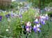 0119_Giverny_Monet_garden