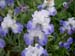 0120_Giverny_Monet_garden