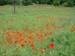 0169_Giverny_red_poppies