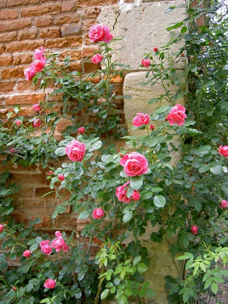 2116_Amboise_Clos_Luce_roses2