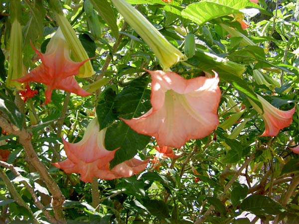 3132_Monaco_trumpet_flower_in_gardens