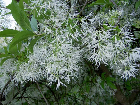 173_BadenBaden_blooming_tree