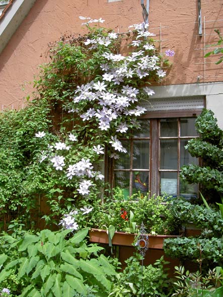 3026_Clematis