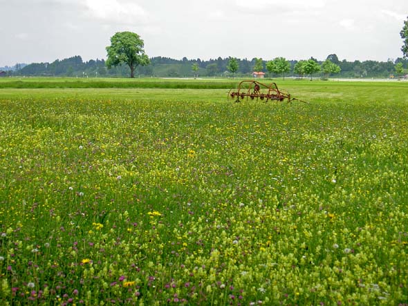 3109_Neuschwanstein_meadow