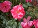 4051_Vienna_Schonbrun_palace_roses