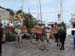 730_Hydra_donkeys_on_delivery_day