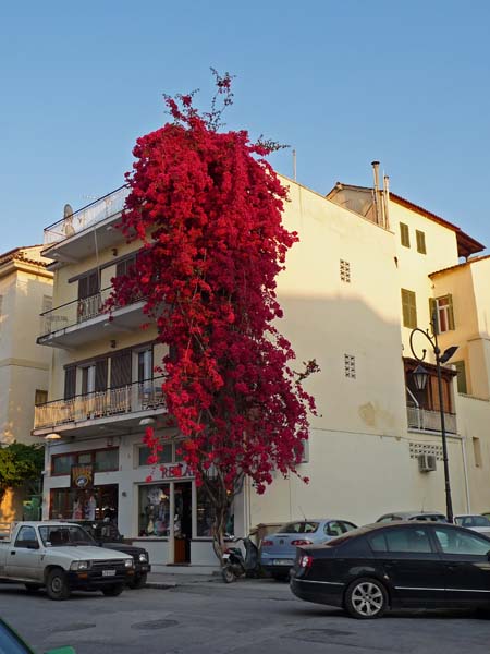 541_Nafplio_bougainvilla