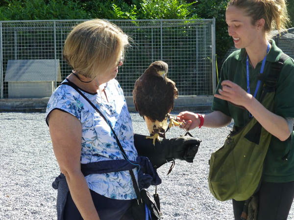 608_Ashford_Castle_Falcons