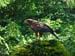 612_Ashford_Castle_Falcons