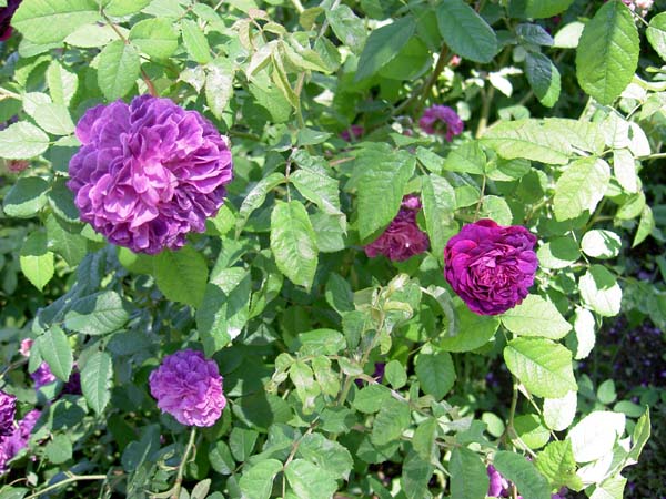 3167_Tivoli_roses 3