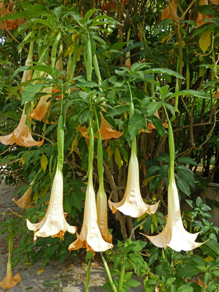 100k_Palermo_Botanical_Garden