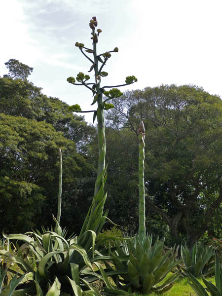 100o_Palermo_Botanical_Garden