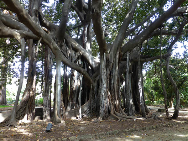 100r_Palermo_Botanical_Garden