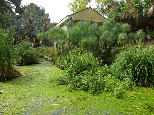 100y_Palermo_Botanical_Garden