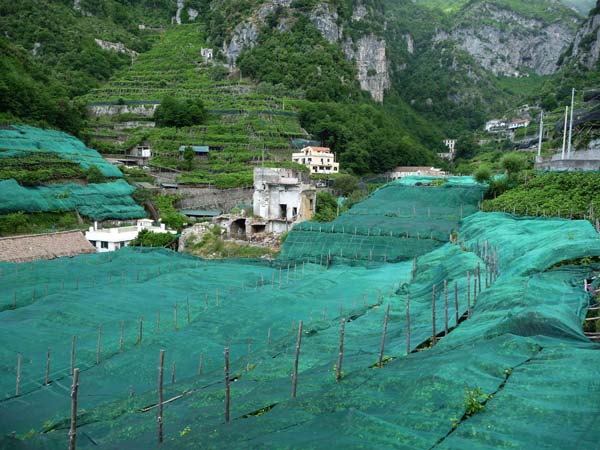 463_Amalfi_town_lemon_groves