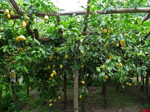 466_Amalfi_town_lemon_groves