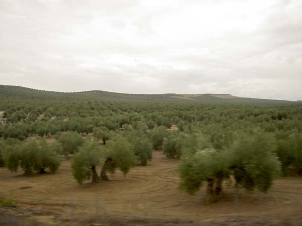 185_olive trees galore