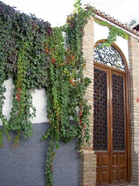 2047_Moorish_quarter_door_and_vines