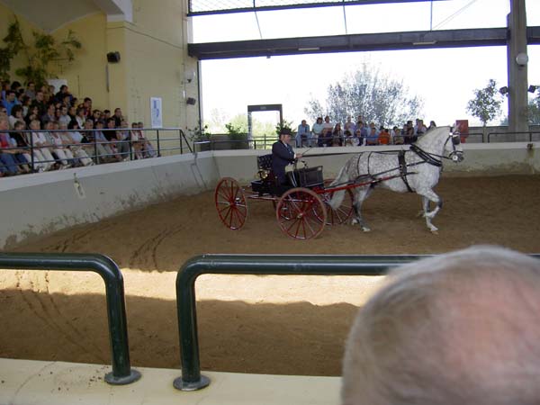 2103_prancing_carriage