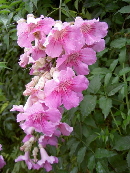 3015_pink_flowers_at_Italica