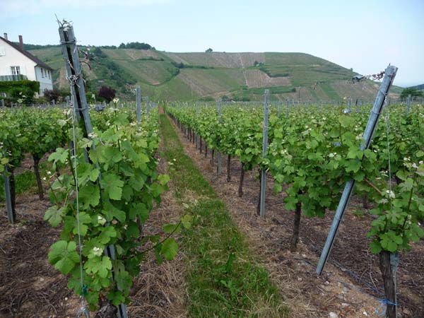 164_Colmar_vineyard_hike