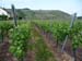 164_Colmar_vineyard_hike