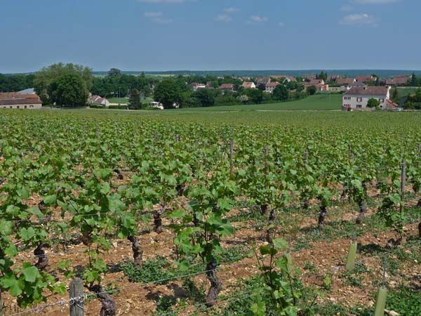 237_Beaune_wine_tasting_Chateau_de_Rully