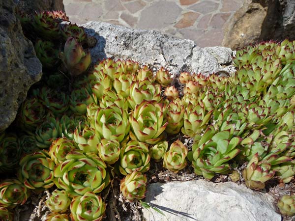 0392_La_Pietriccia_succulents