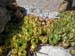 0392_La_Pietriccia_succulents