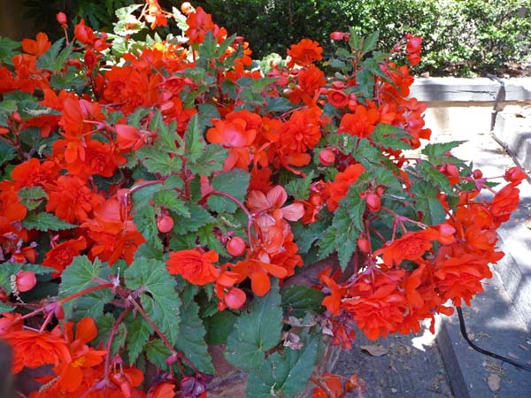 0548_Lucca_begonia